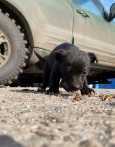 Hilfe für Tiere im Kriegsgebiet Ukraine